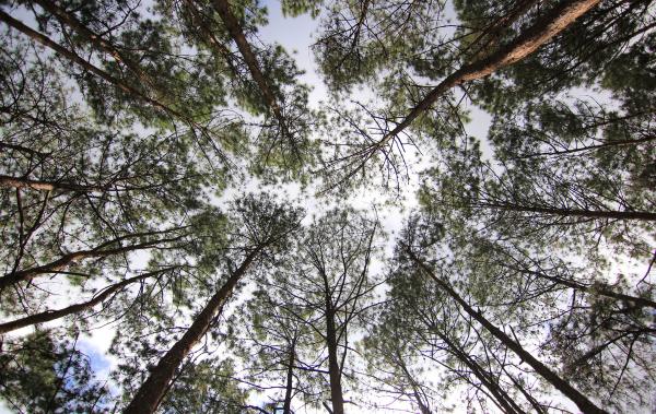 DRT Pine forest